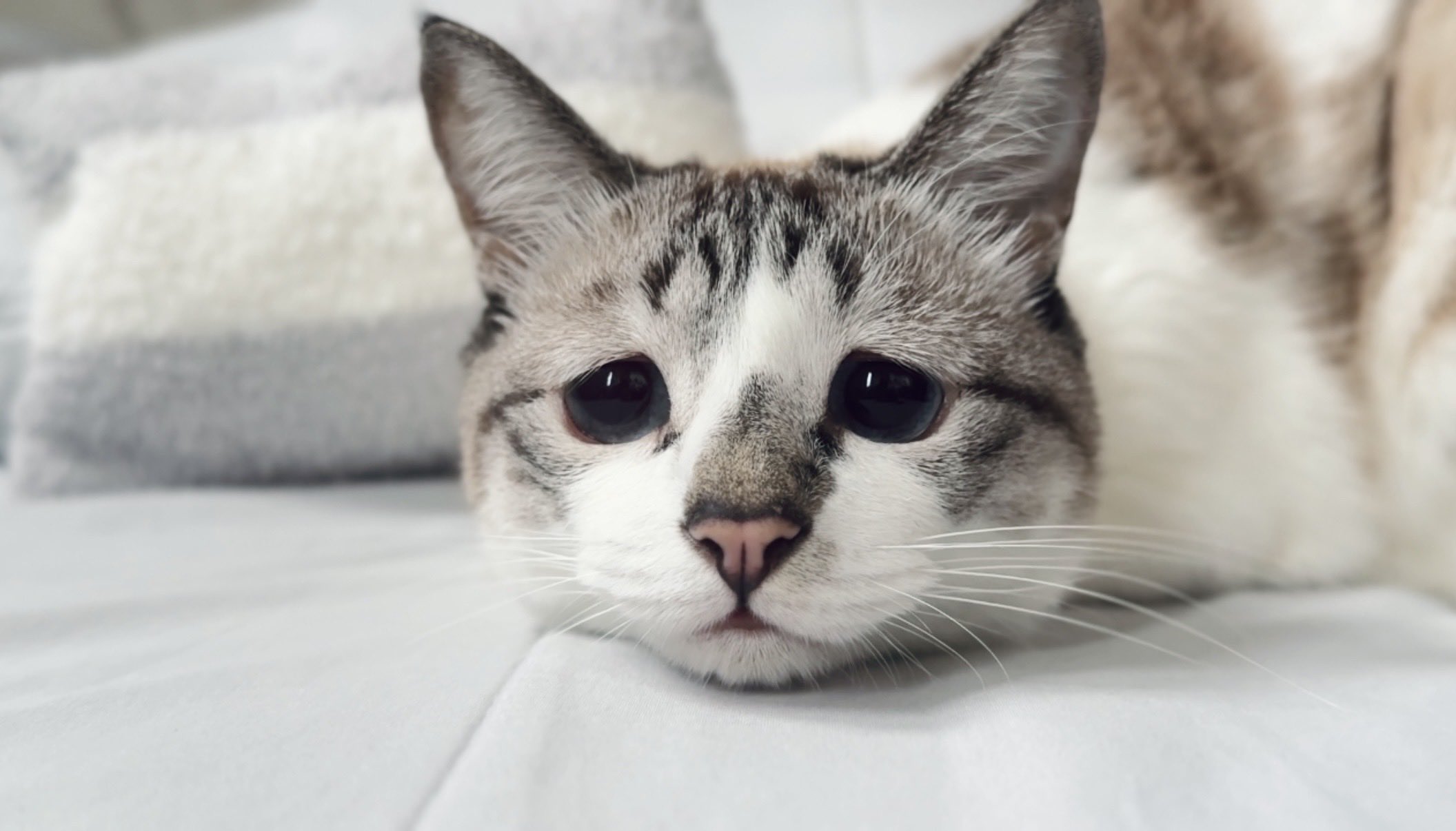 黒猫みんと マンチカン(短足)【埼玉県・男の子・2023年2月24日・ブラック