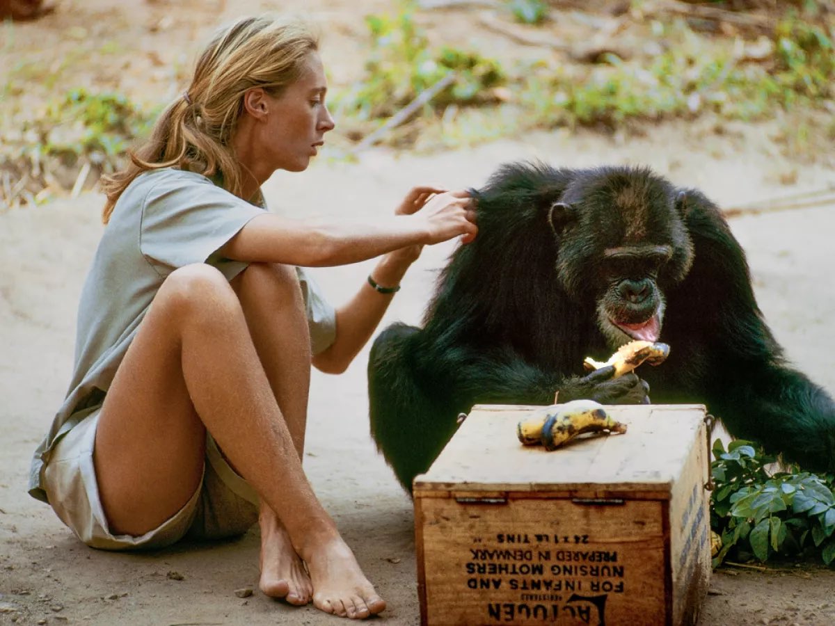 AnnaDeMilanese's tweet photo. NEU: Netflix hat im März heimlich ein Interview mit Dr. Jane Goodall aufgezeichnet, das erst nach ihrem Tod ausgestrahlt werden sollte.

Darin sagt sie, sie wünsche sich, Trump und Elon Musk könnten ins All geschossen werden … und schließt mit:

„Verliert nicht die Hoffnung.“

Das ist eine letzte Botschaft.
