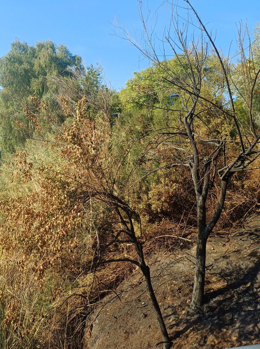 El pasado jueves, día 2, otro #IncendioIntencionado en la #PasarelaPeatonal y talud de la orilla del #RíoGuadalquivir #JardínAmericano #Sevilla.
NO son #Pirómanos, son #Incendiarios a sueldo💶
Quieren #Privatizar el #EspacioPúblico y las #ZonasVerdes de la #EXPO92.
#Urbanicidio‼️