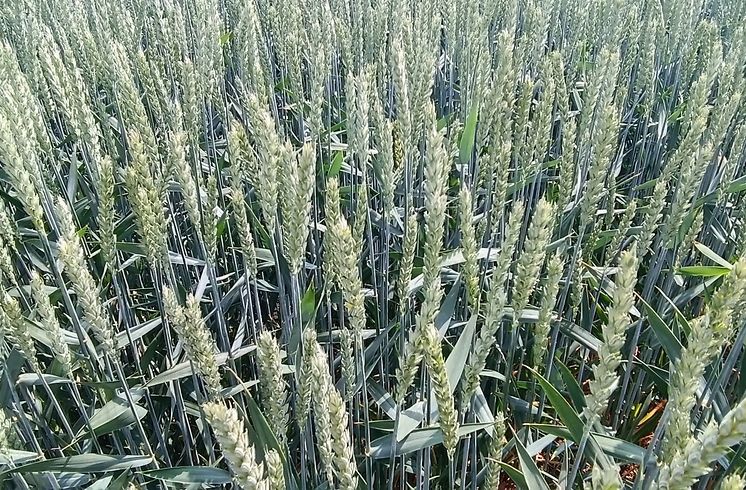 Ceny zbóż i rzepaku w odwrocie. Ostatni tydzień września i początek października przyniosły zmiany na rynku zbóż i oleistych.
🟢agropolska.pl/aktualnosci/po…