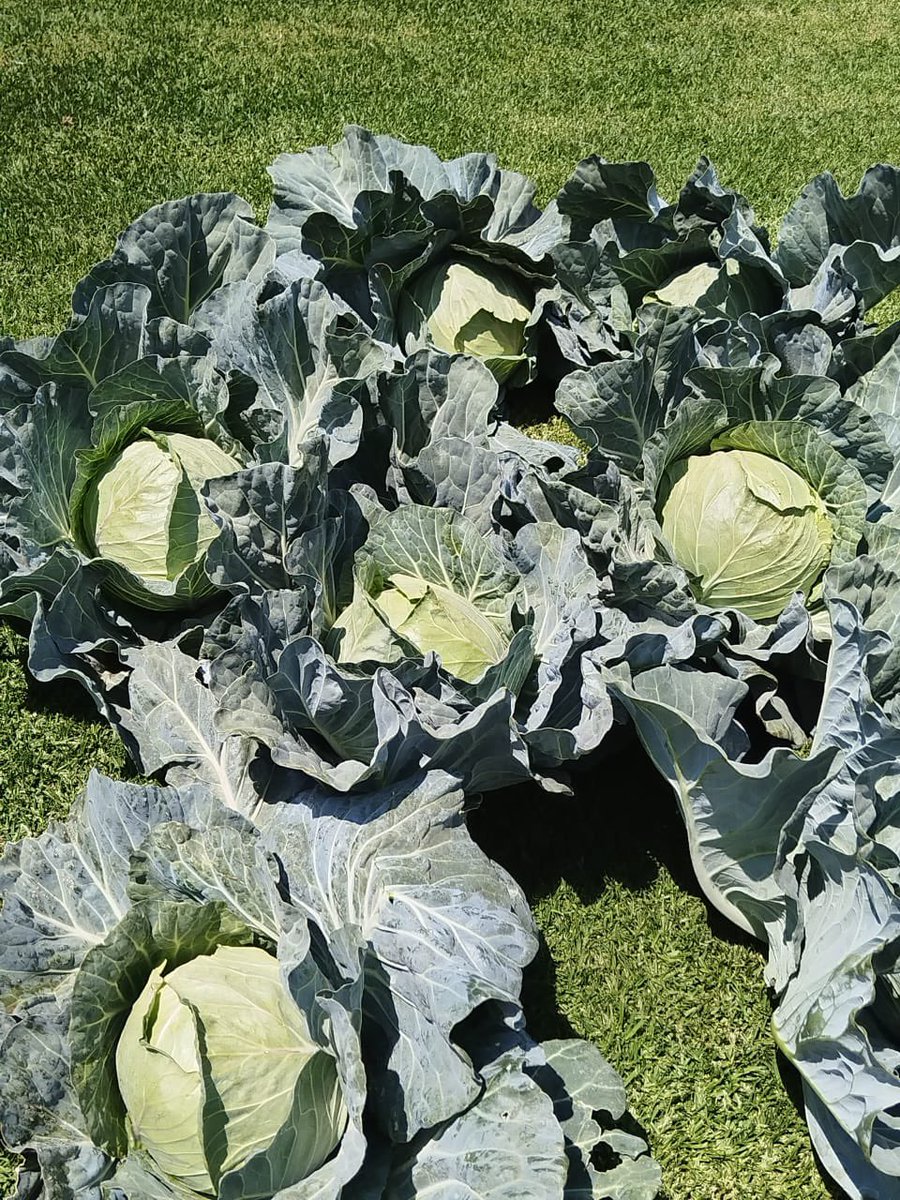 Cabbage is ready.

Kopana support🙏🏿🥹