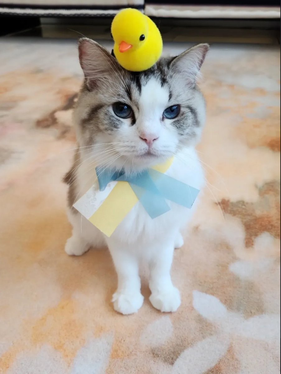 🐱🌸 tweet media