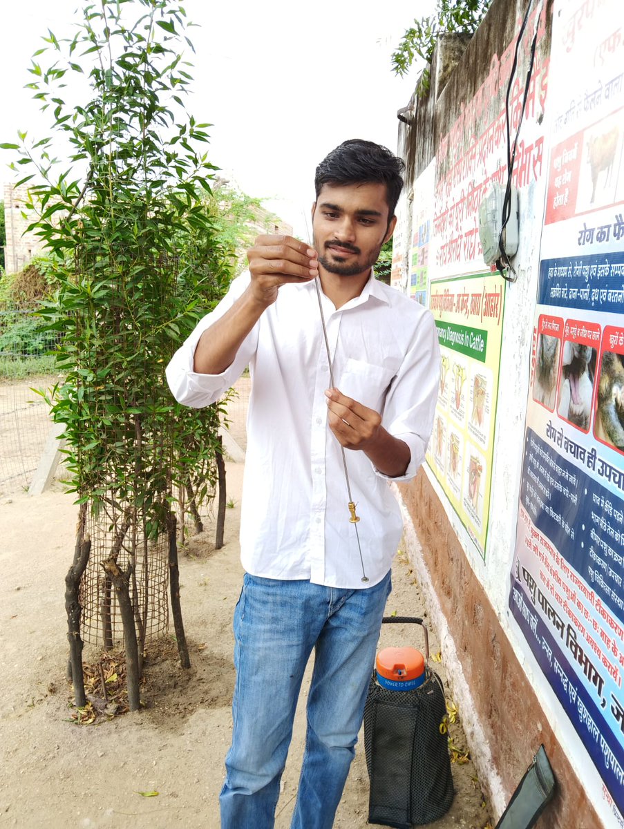 rajanimalhus's tweet image. जालोर में कृत्रिम गर्भाधान प्रशिक्षण सफलतापूर्वक आयोजित। पशुपालकों को आधुनिक तकनीक से जोड़ने की प्रभावी पहल।
#पशुपालन_विभाग #AITraining #Jalore 
#animalhusbandry #animalcare