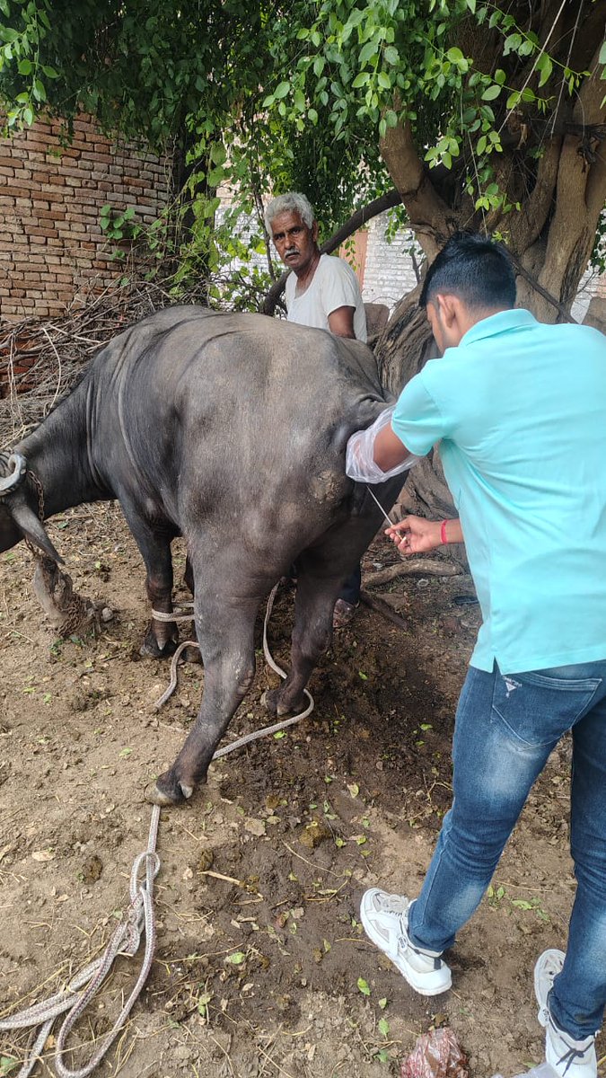 rajanimalhus's tweet image. जालोर में कृत्रिम गर्भाधान प्रशिक्षण सफलतापूर्वक आयोजित। पशुपालकों को आधुनिक तकनीक से जोड़ने की प्रभावी पहल।
#पशुपालन_विभाग #AITraining #Jalore 
#animalhusbandry #animalcare