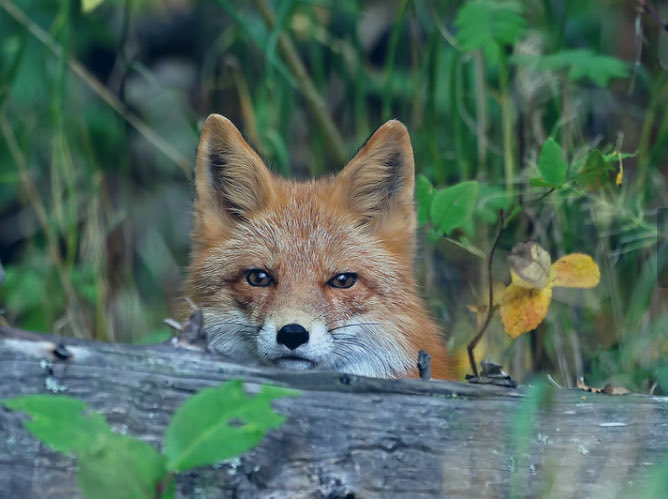 Protect_Wldlife's tweet image. #FoxOfTheDay 🦊

A beautiful Red Fox peaking out from behind a log that he was hiding behind.

🎦 Credit: Gary Lackie. 

@ChrisGPackham 🦊
