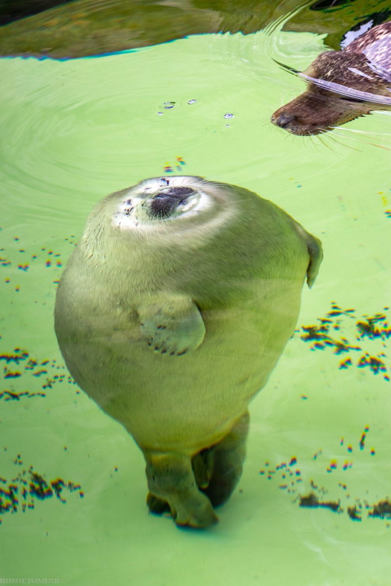 39造 (@mosa_suma_39zo) / Posts / X