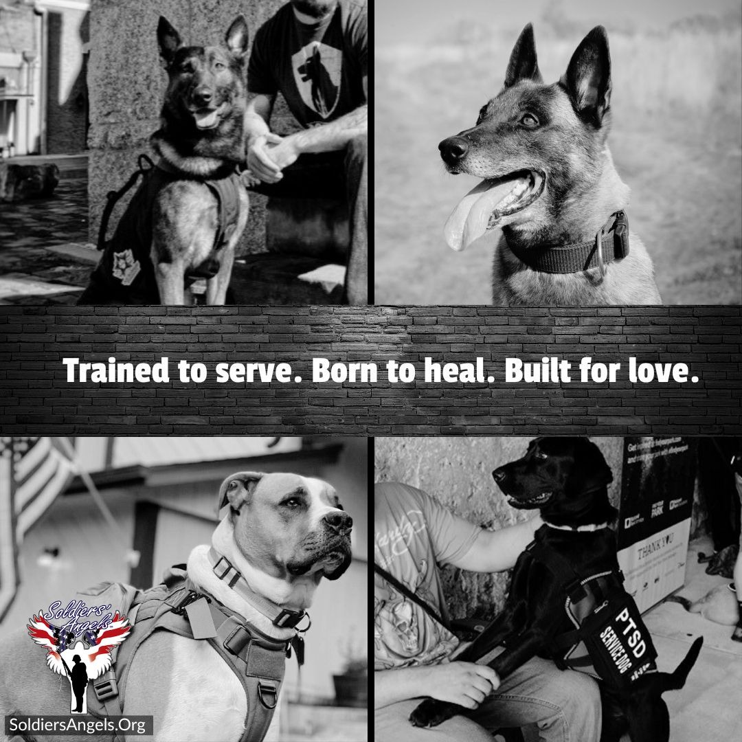 soldiersangels's tweet image. PTSD service dogs don’t speak—but they say everything a Veteran needs to hear. 

From nightmares to panic attacks, they guide warriors through the storm—one step, one heartbeat at a time.

Discover how dogs are saving lives at heyor.ca/VK4XL3 
#SoldiersAngels #Servicedogs