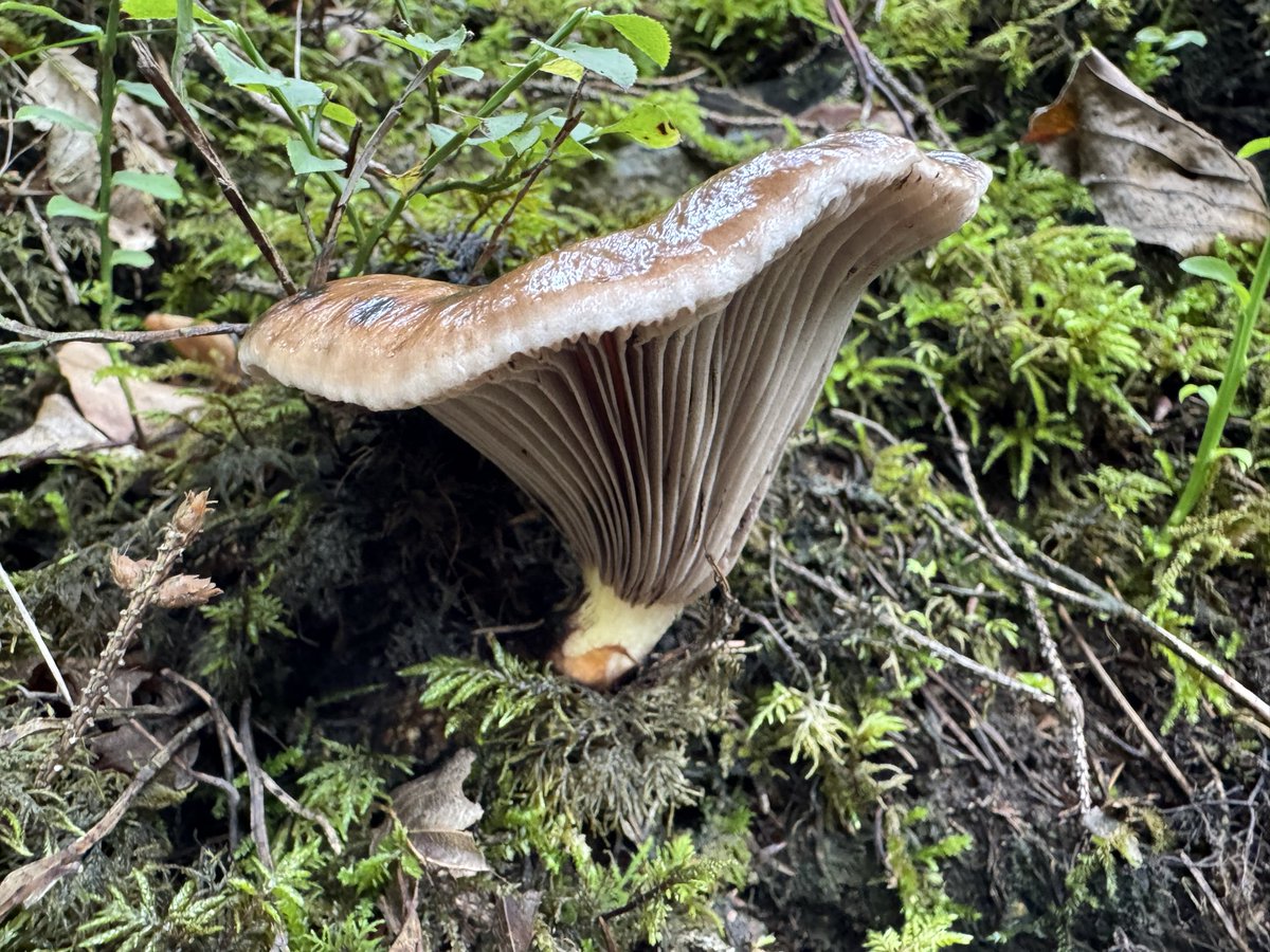 For #MushroomMonday a Slimy spike-cap, Gomphidius glutinosus. I like the german name best: Cow‘s mouth. Der Pilz wird hier Kuhmaul genannt.