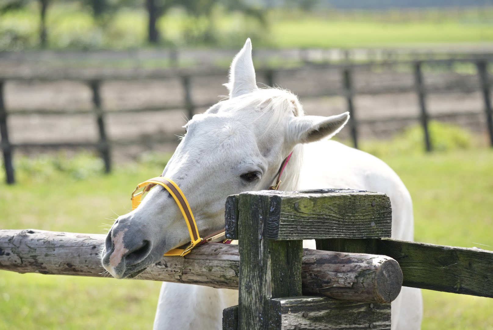 ホンキリン🦒 (@Hong_KRN) / X