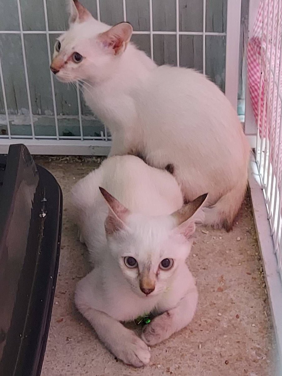 Catster & Co บ้านพักพิงแมวจร tweet media
