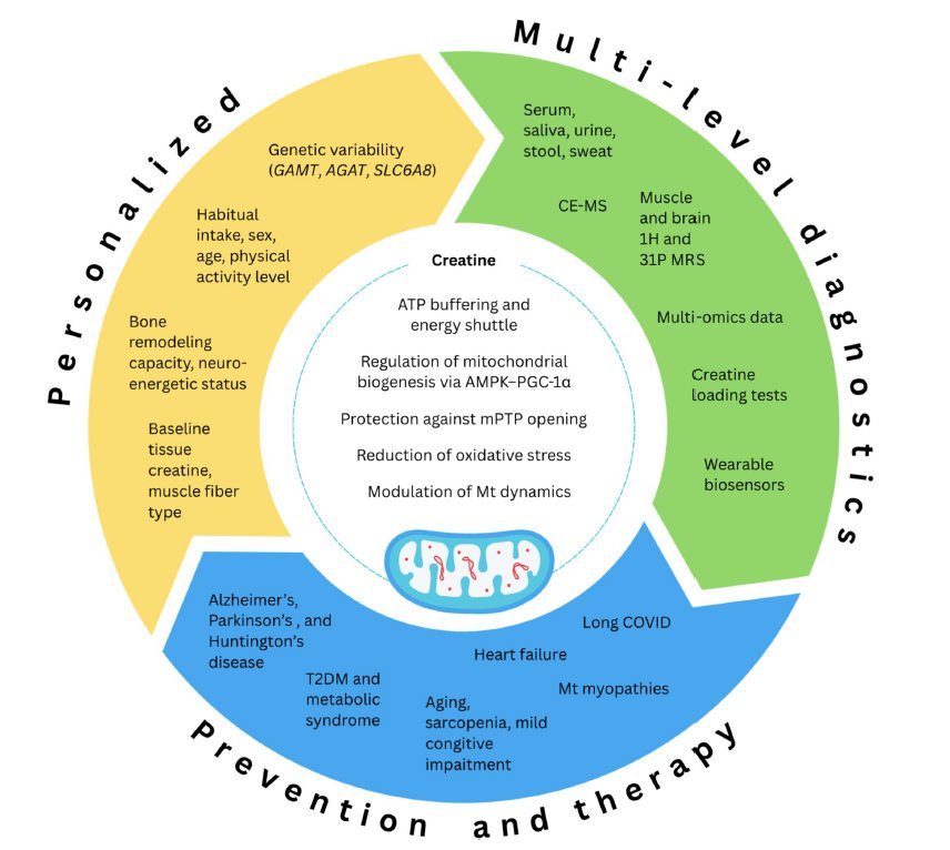 Creatine and mitochondria:

Creatine isn’t just a muscle supplement, it’s one of the body’s most important molecules for maintaining mitochondrial health. Inside nearly every cell, creatine works with your mitochondria to keep energy flowing, oxidative stress low, and membranes