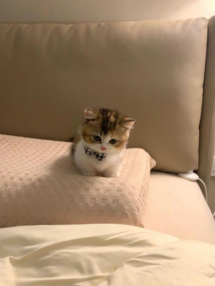 Cats all the way tweet media