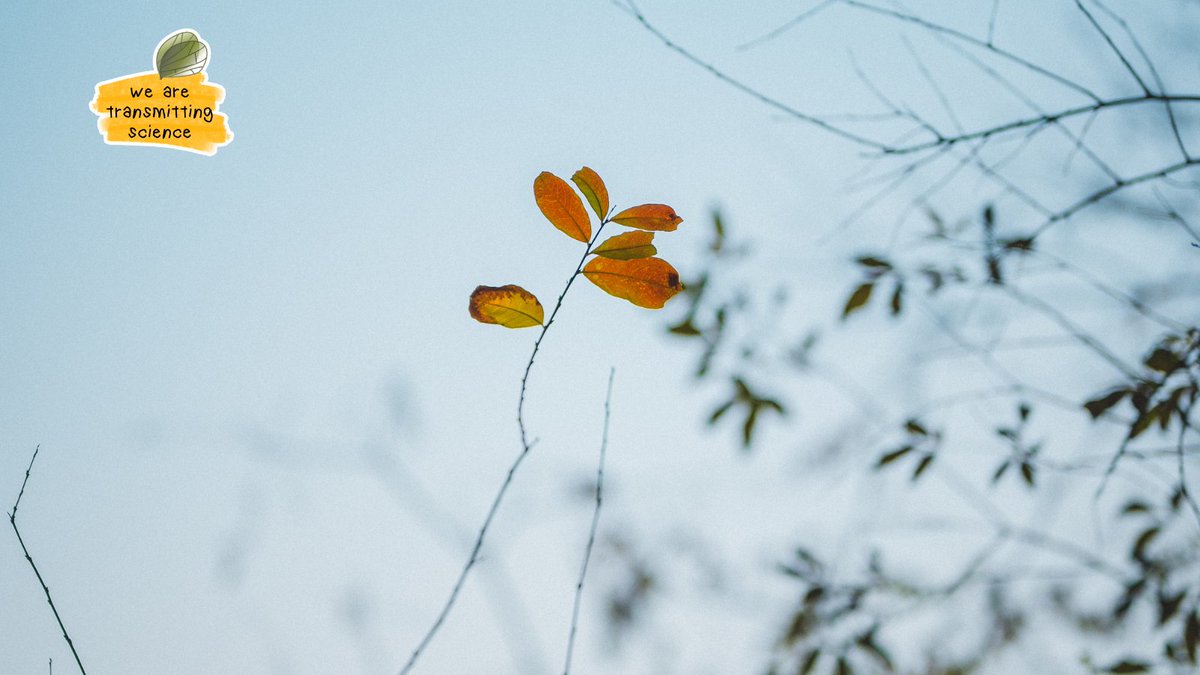 TransmitScience's tweet image. Have you ever wondered how much more fulfilling your scientific career could feel with a little tailored support? 🌱

Our Career Coaching service offers a space to reflect, plan and grow with guidance designed for scientists by scientists.
#WeareTransmittingScience