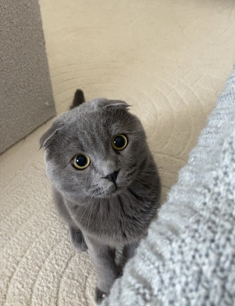 ed4nn's tweet photo. 🐾 https://t.co/jcWEjbypm3