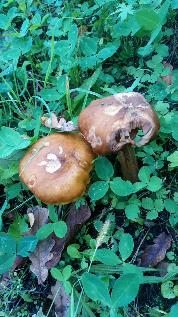 LX8111's tweet image. Short stroll in the neighborhood. Weather is a bit better, warmer but still very windy. #MushroomMonday #Pilze #Mushroom #Fungi