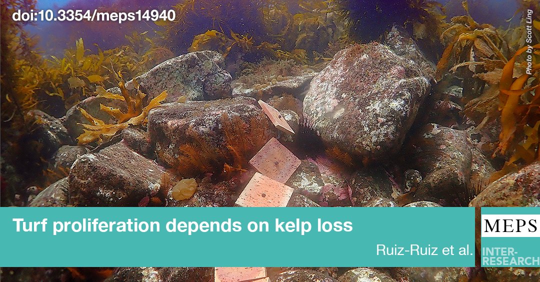 MEPS_IR's tweet photo. We examined kelp cover &amp; urchin densities in relation to turf proliferation (Tasmanian temperate reefs). When kelps are lost, competitive release allows turfs to establish. However, turf persistence appears dependent on elevated urchin herbivory.
https://t.co/hxKhYI9qpx https://t.co/1aXEntJQOf