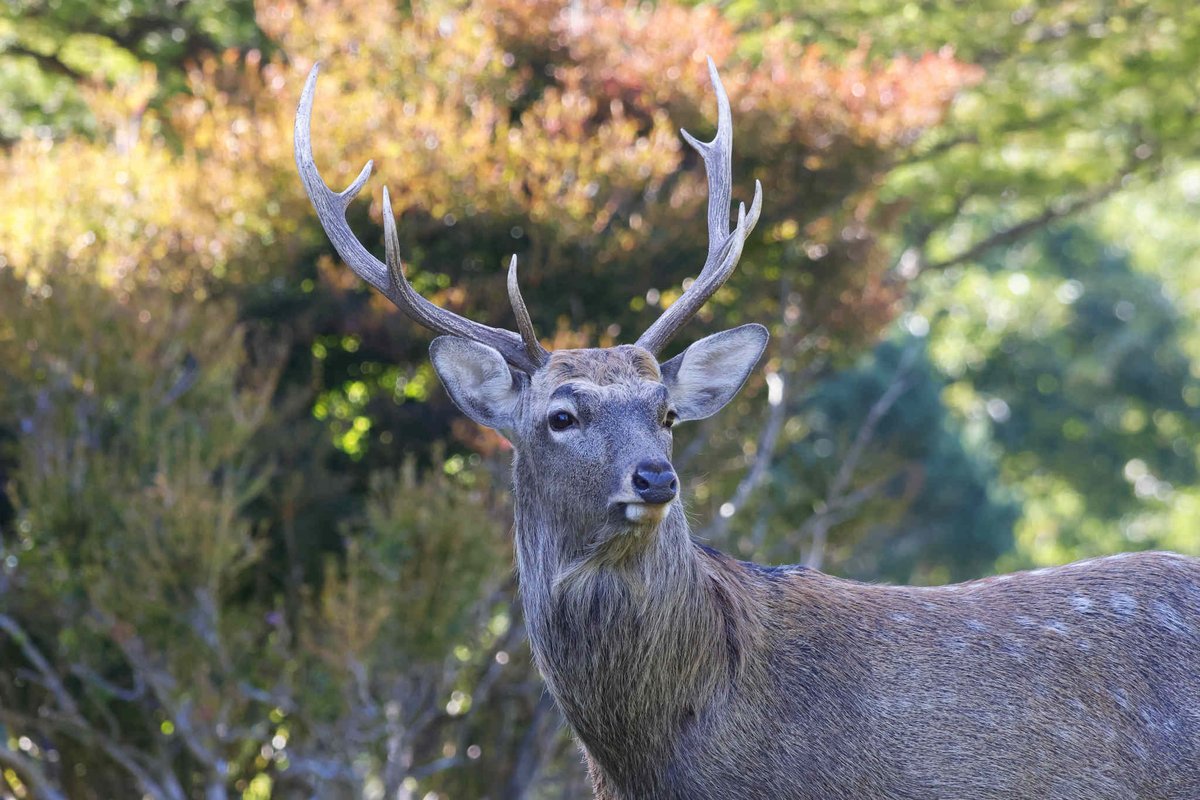 manukiphoto2025's tweet image. 紅葉の始まりとエゾシカ＾＾

#エゾシカ #野生動物 #苫小牧
