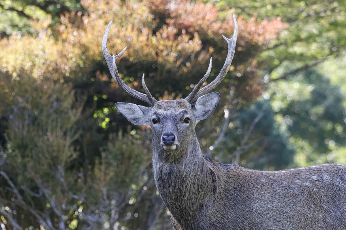 manukiphoto2025's tweet image. 紅葉の始まりとエゾシカ＾＾

#エゾシカ #野生動物 #苫小牧