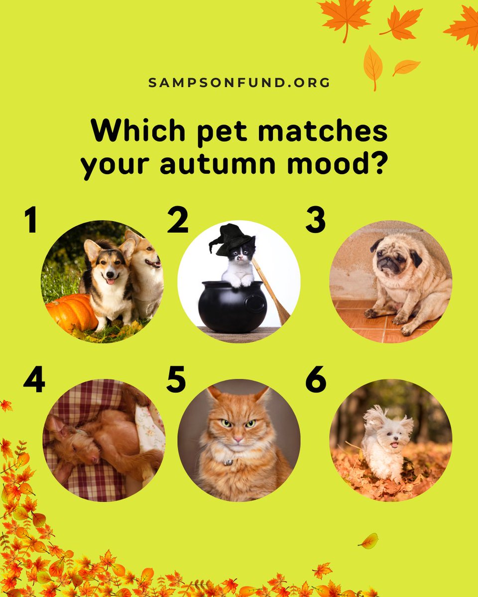 SampsonFund's tweet image. Which pet matches your autumn mood? Pumpkin spice fan? Spooky season lover? Still missing summer? We’ve got a pet for that. 

#CapeCodFall #CapeCod #SampsonFun #SpookySeason