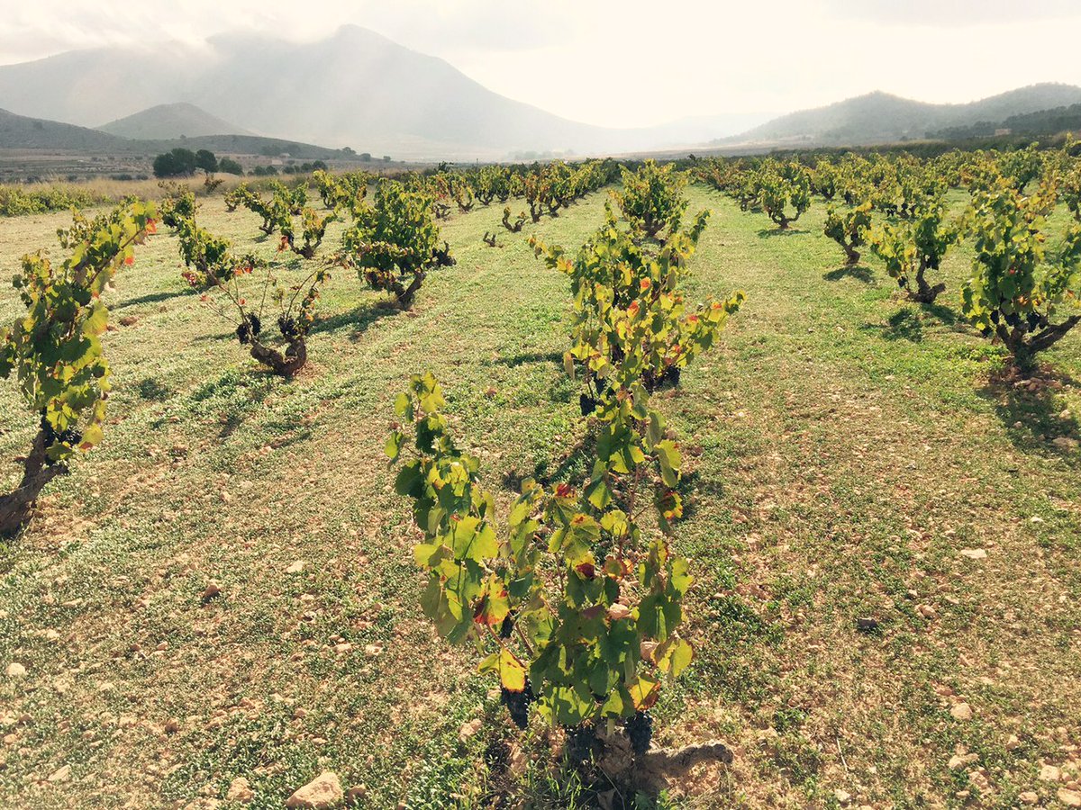 Alicante, cuna de una tradición vinícola que se remonta a los fenicios y romanos, es la casa de El Sequé, una bodega que, desde 1999, se dedica a elaborar vinos que son reflejo de la identidad única de su tierra. 🍇