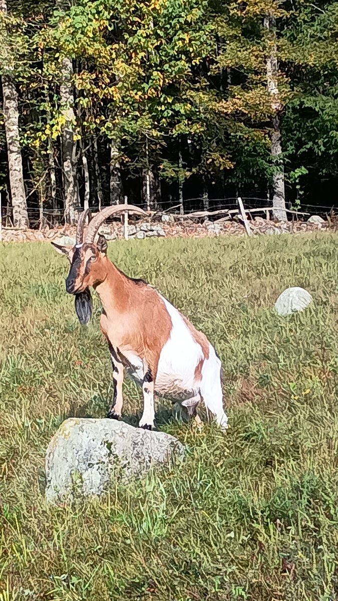 biggestnate's tweet image. Jessa the goat. 🙂