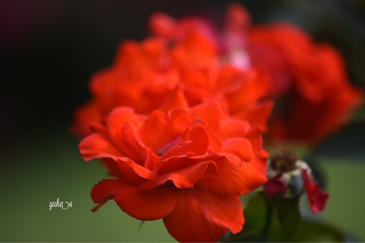 yuppachi's tweet image. 今日もお疲れ様でした☺️

また明日☘️✨
薔薇✨

#遊さん歩
#薔薇
#また明日