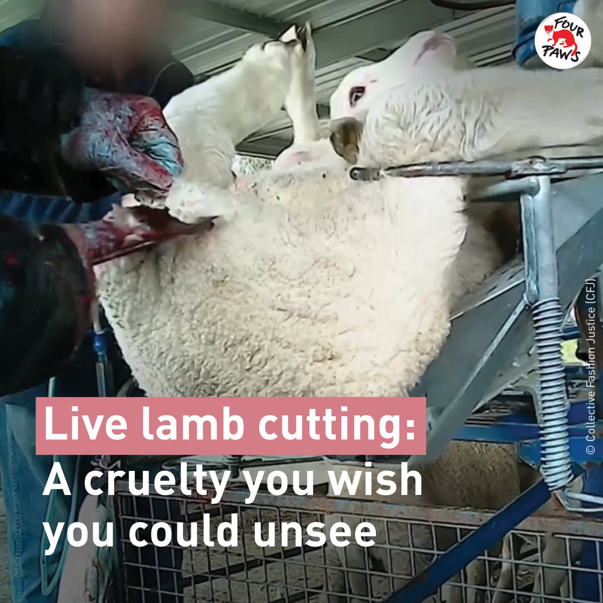 fourpawsint's tweet image. Live lamb cutting is one of the CRUELEST practices in the wool industry. And yet, each year over 10 million lambs in Australia endure this mutilation. 🩸

#WearItKind #wool #fashion