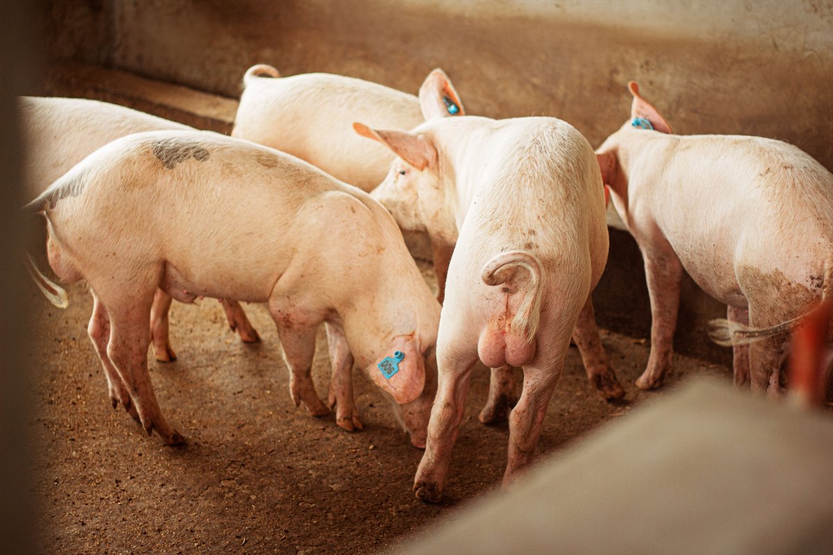 OKB Farms tweet media