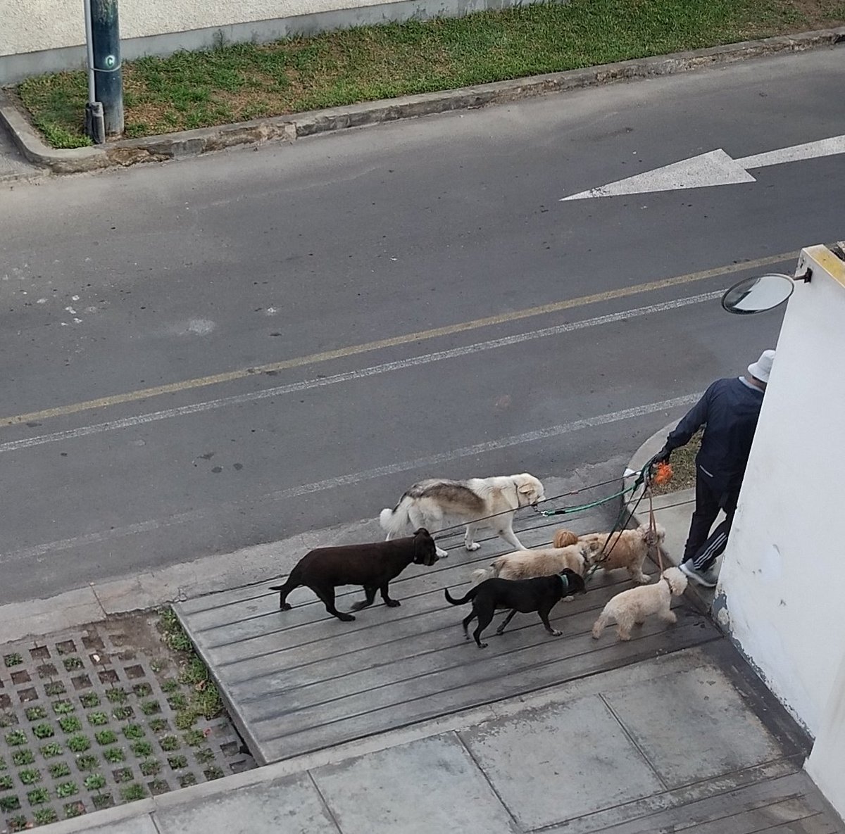 BeTMary_'s tweet image. ¿Cuanto gana la gente que pasea perros en #Lima? #PreguntaSeria