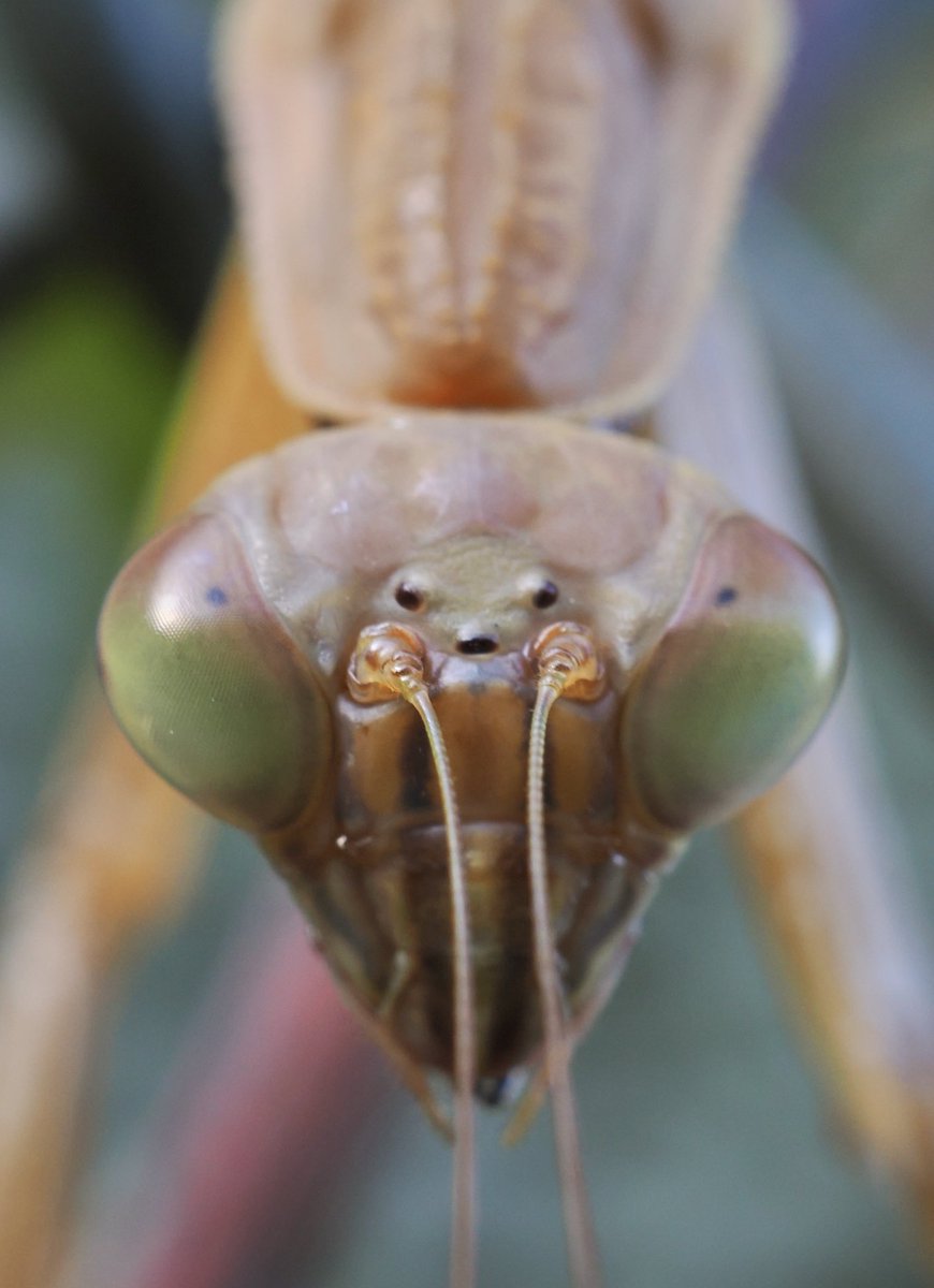 weaponshouwa's tweet image. 見つめ返す秋。
オオカマキリ増えたかな。