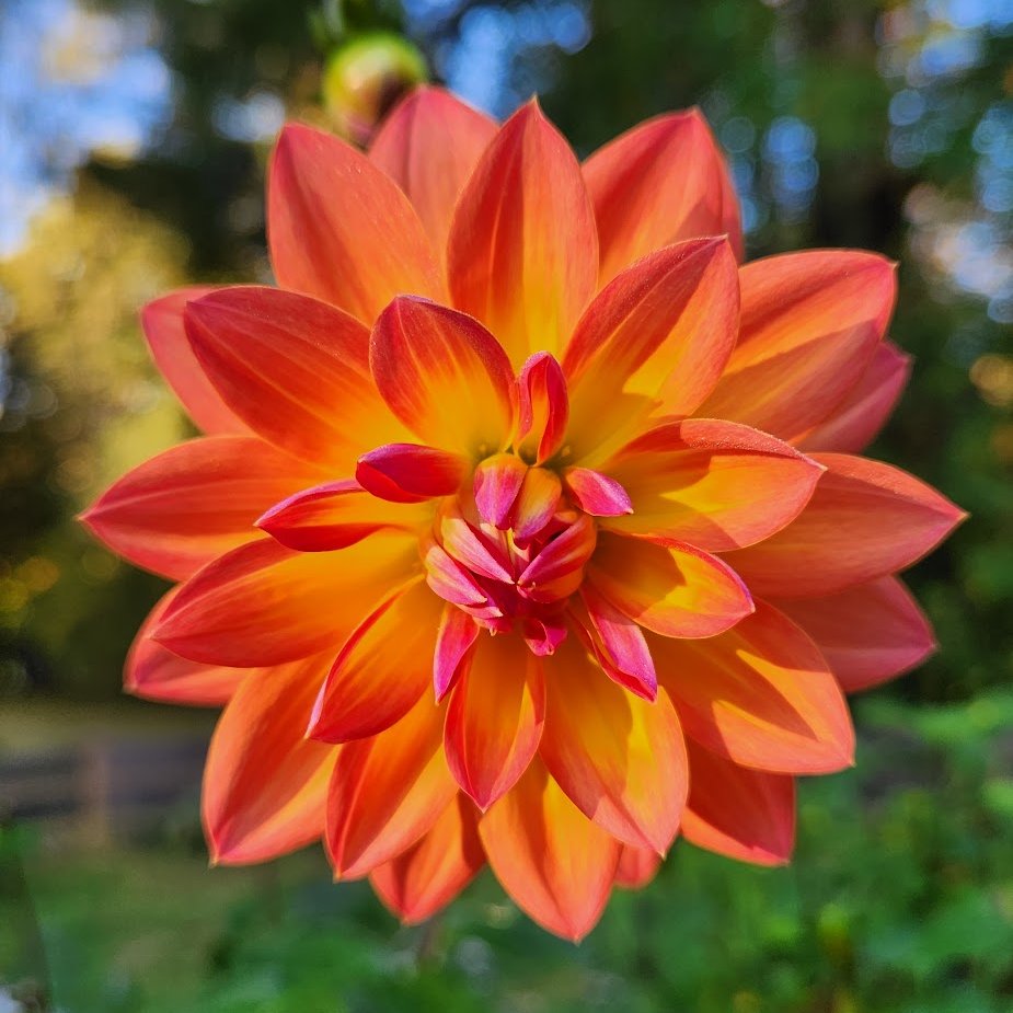 FlutterbyFlora's tweet image. 🌞Good morning #DailyDahlia 💗💛🧡💚