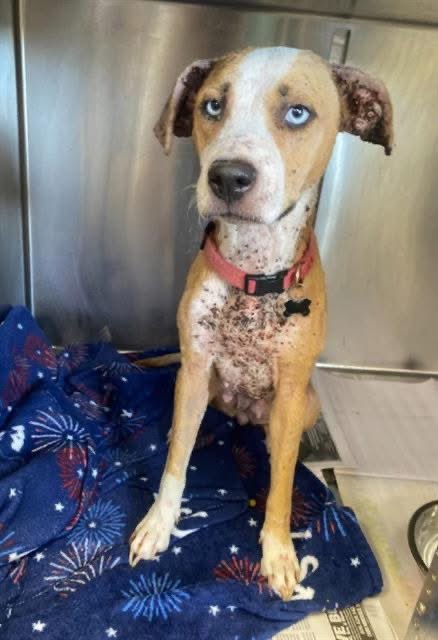 LisaBrabson's tweet image. 🆘 FRANKIE #A768633  I AM BEGGING U TO PLZ SAVE THIS BABY
5yo F, 30 lbs 
WEE FRANKIE DESPERATELY NEEDS MEDICAL CARE 
PLZ #PLEDGE FOR MEDICAL RESCUE 
#ADOPT OR #FOSTER IF U POSSIBLY CAN!
Covered in ticks ,poor baby! Plz HELP 

🚨severe tick infestation: tick-borne disease,anemia