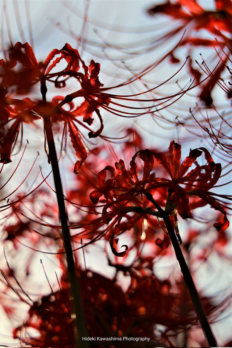 hide_tpit's tweet photo. 彼岸花のカタチと
蝶の羽根の模様に
アートを感じ
シャッターを押す。
#写真撮っている人と繋がりたい 
#ファインダー越しの私の世界ᅠ 
#キリトリセカイ https://t.co/zq07pnIRNJ