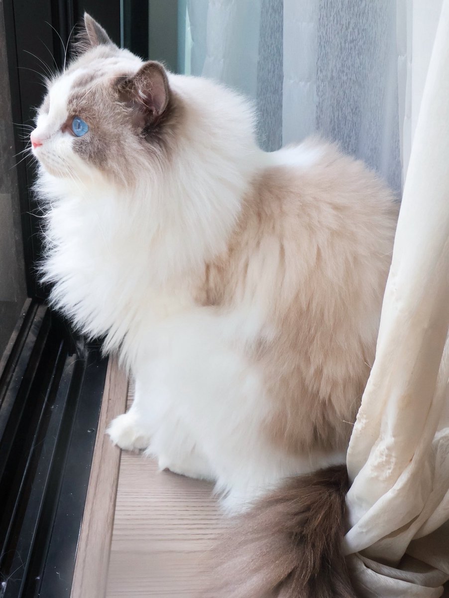 こまち✕4 おしるこまち on X