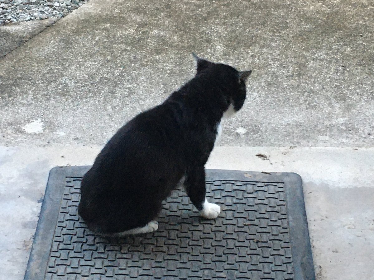 近所の黒猫🐈‍⬛
どぉ〜んと！
玄関前に寝てた😅

近寄ったら
牛並みにゆったり逃げる
そろそろ仲良くしようぜ！😎