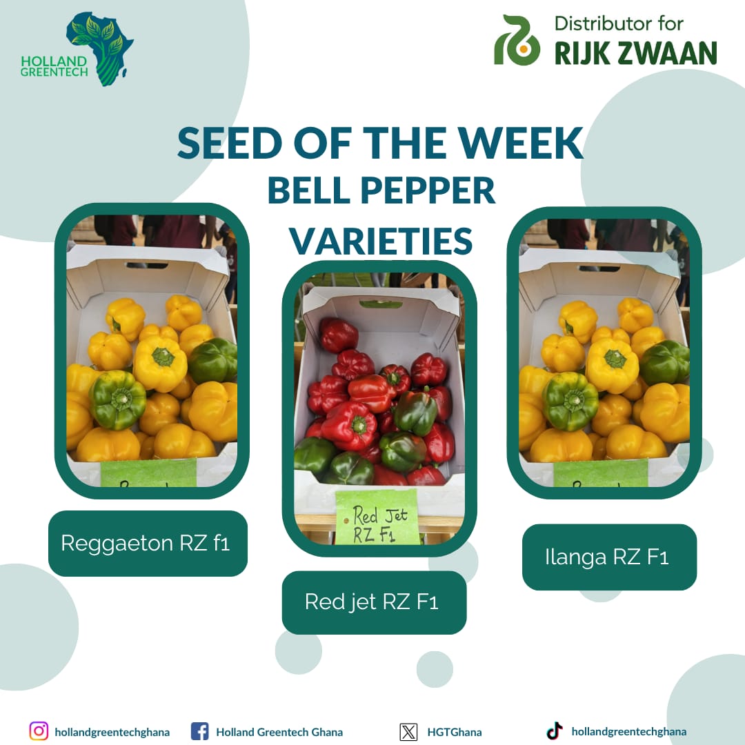 HGTGhana's tweet photo. It’s a bell pepper takeover! 🫑
Meet our stars — Reggaeton, Red Jet &amp; Ilanga RZ F1 🔥
Vigorous, uniform &amp; high-yielding — the perfect combo for top growers. Call 0547330244/ 0547330144 
#SeedOfTheWeek #BellPepper #RijkZwaan #HollandGreentech https://t.co/chM87iOrMC