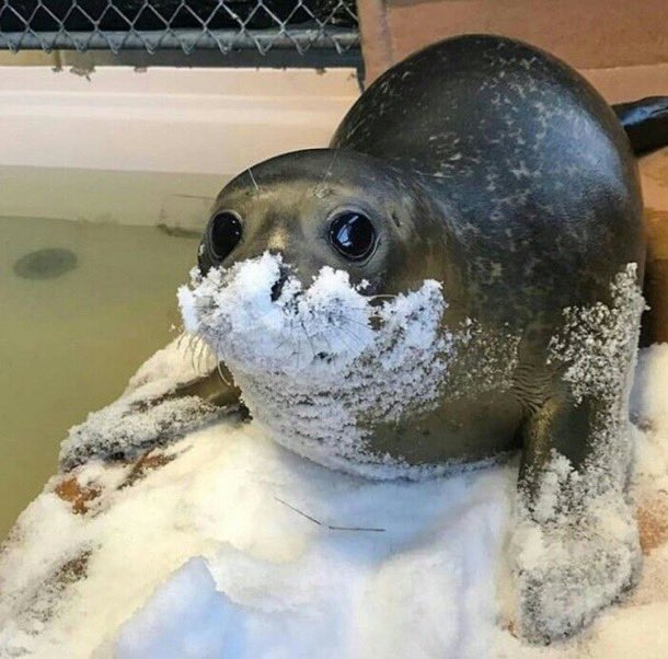 grindgod26's tweet image. um. What is that on ur nose. It better not be what i thibk it is