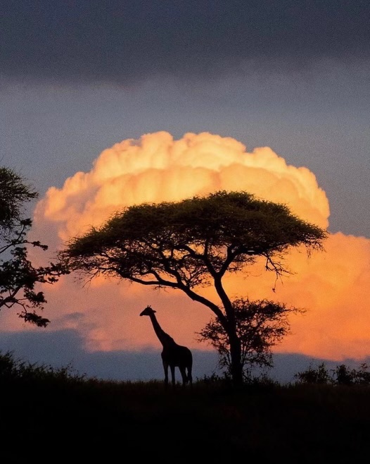 earthcurated's tweet image. A beautiful sunset in Tanzania ✨