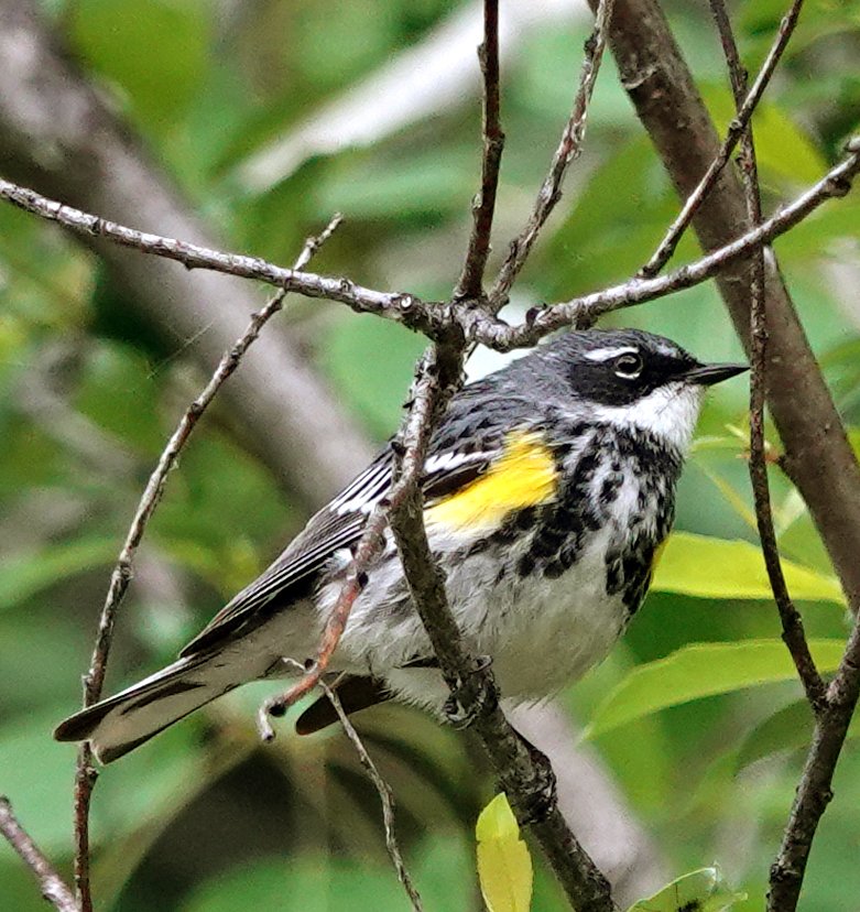 A breeding plumaged Myrtle Warbler deep in a Canadian forest in June 2023. What a stunning looking bird!! One of the more regular transatlantic vagrants here in the UK, but most often after autumn storms when they are in first winter plumage.