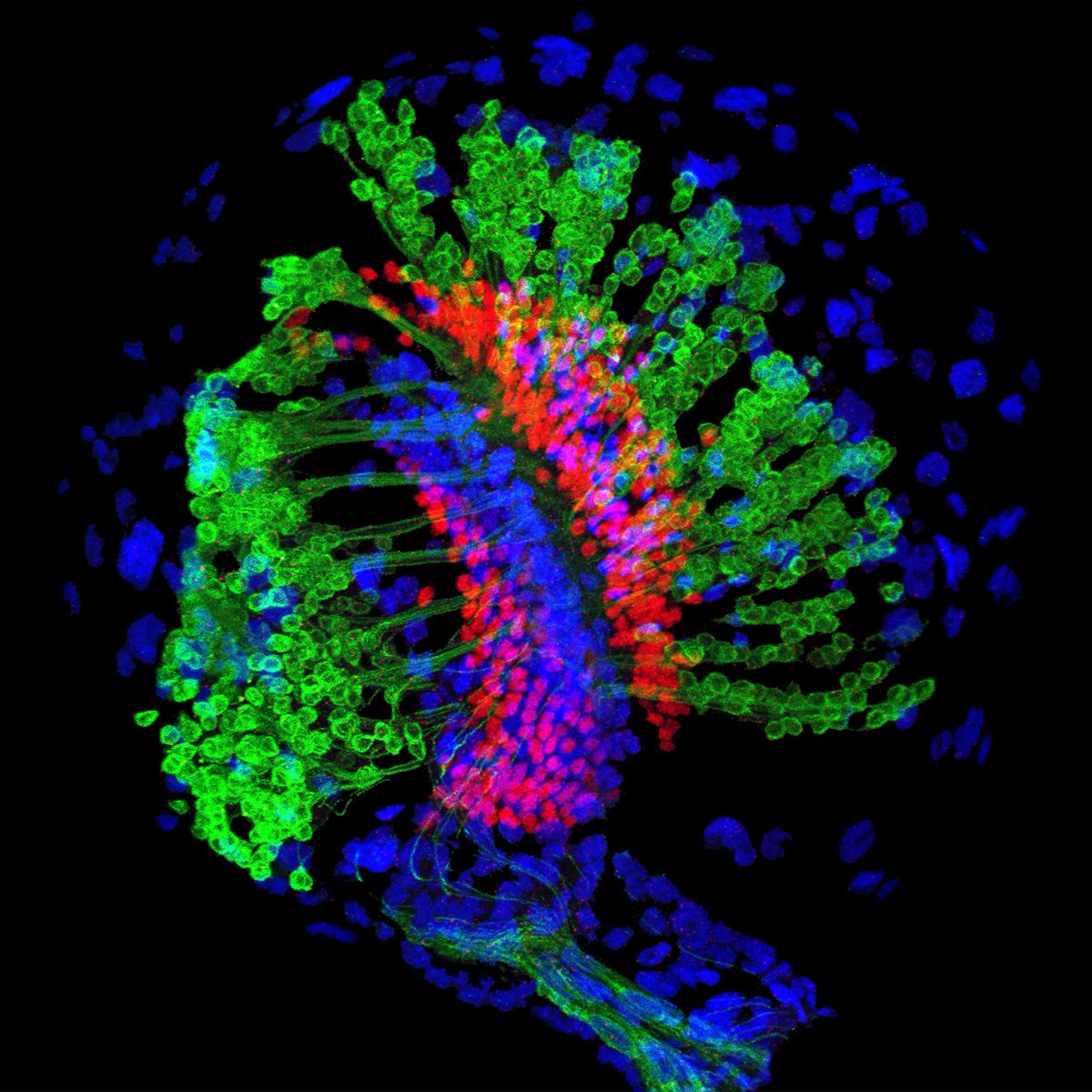 raghuvanshi_98's tweet photo. Conference week at CSHL on the Neurobiology of Drosophila. Come hear my talk on how a deterministic visual system is generated from stochastic processes. #cshldros https://t.co/8VJlSHOViX