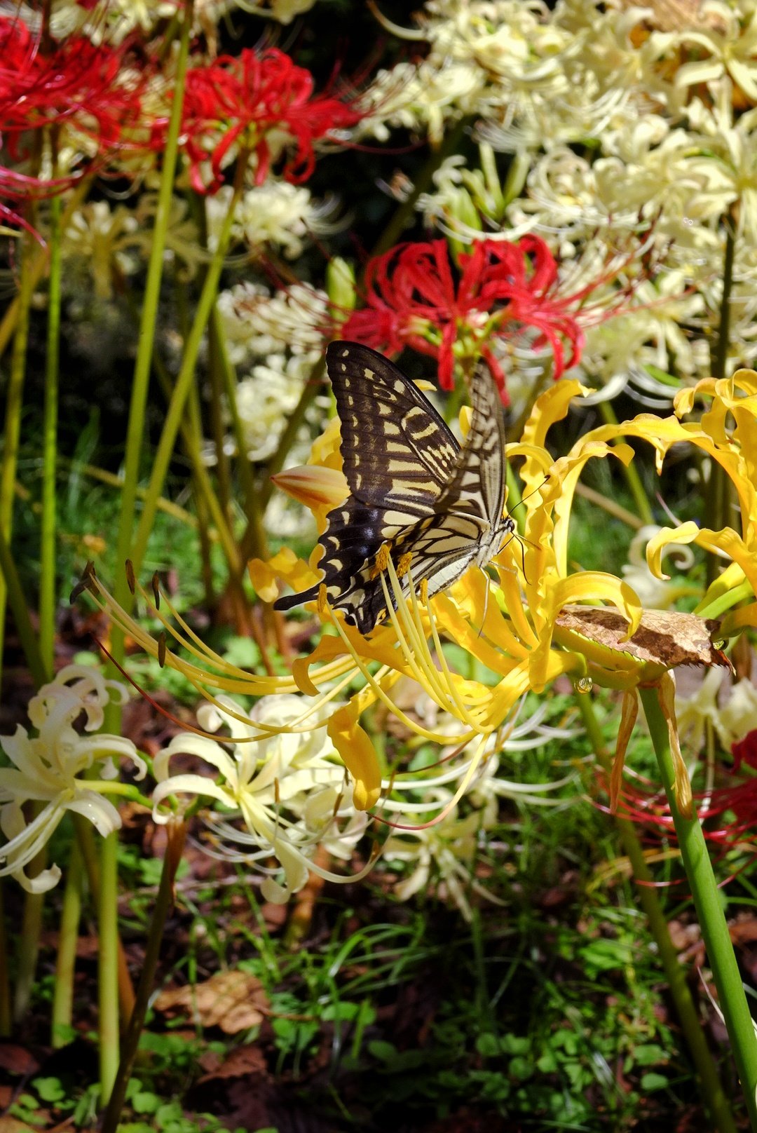 花と蝶 カード検索 ｜ Z/X - Zillions of enemy X - ゼクス公式サイト