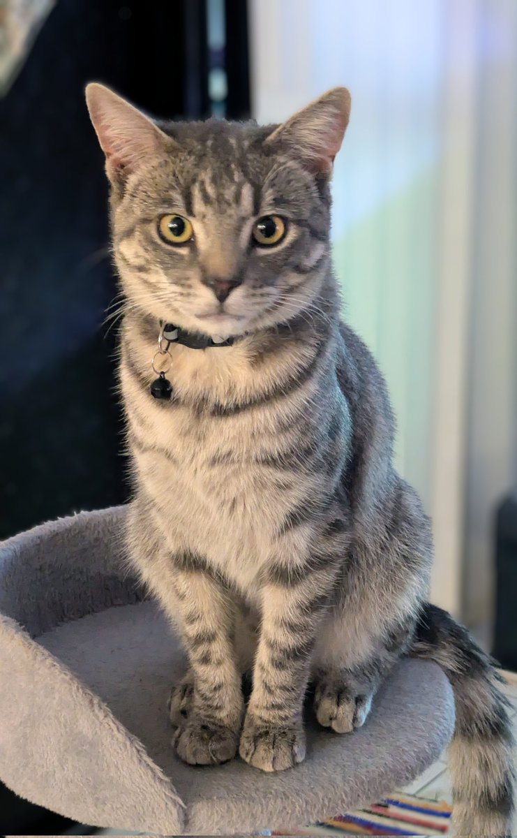 MUGSHOT 
Age: 8 months old
Crime: Being too cute

#zelena #zeudiners #helevier