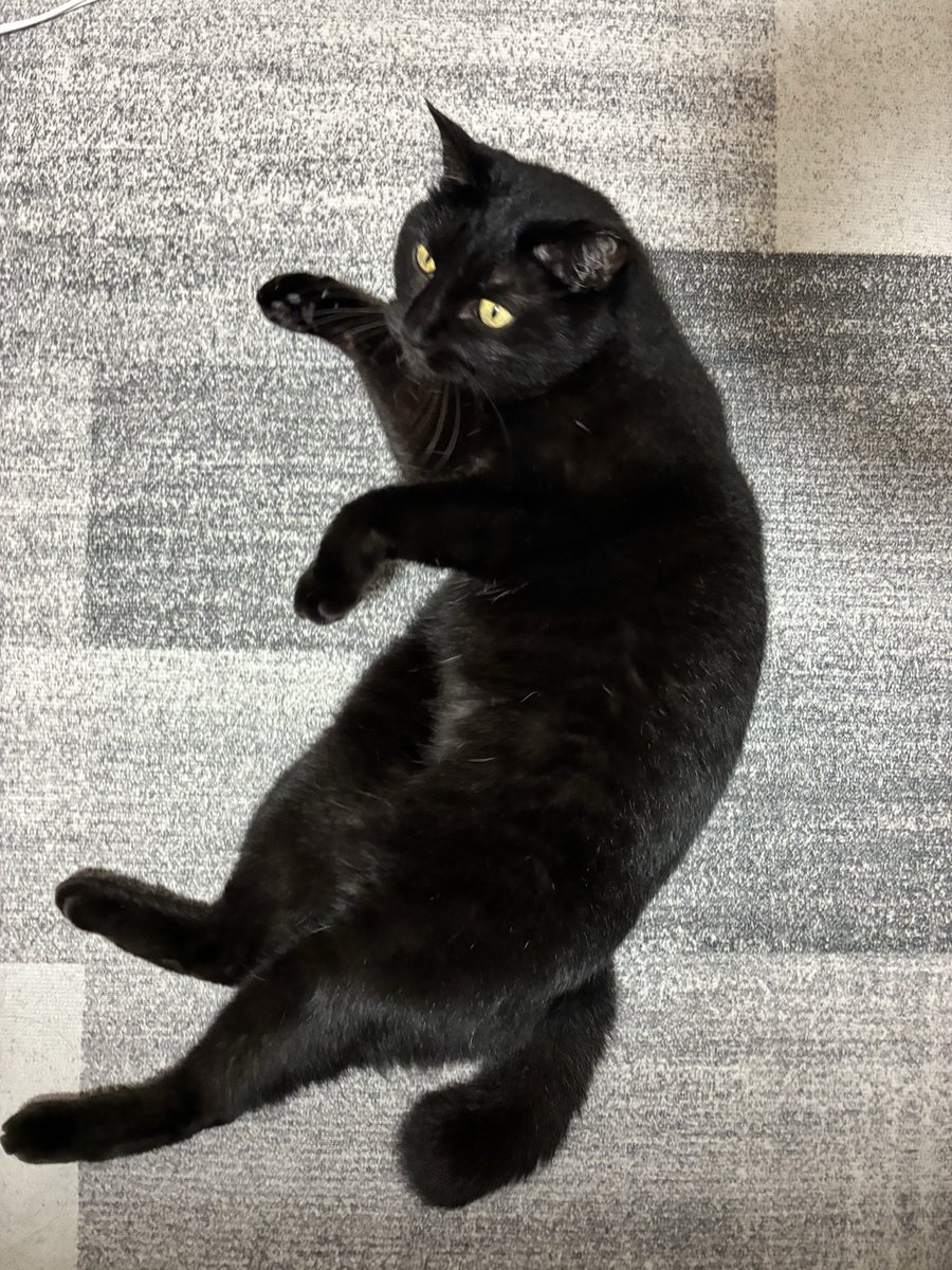 パンチしてこない方の猫/•᷅•᷄\୭
長いことお留守番頑張ってくれました
