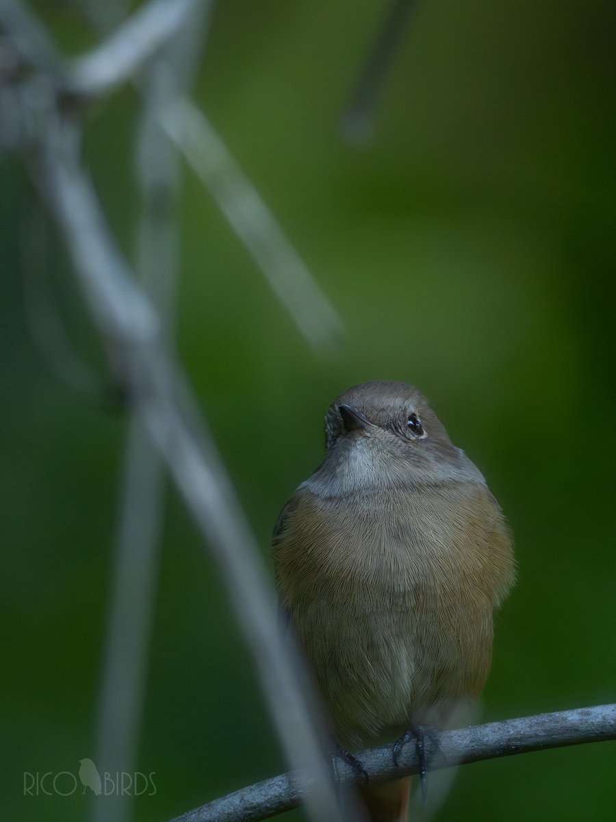 網戸越しのじょびこ。
移動が近いようで、姿を見る機会が少なくなりました
#ジョウビタキ #野鳥 #野鳥撮影