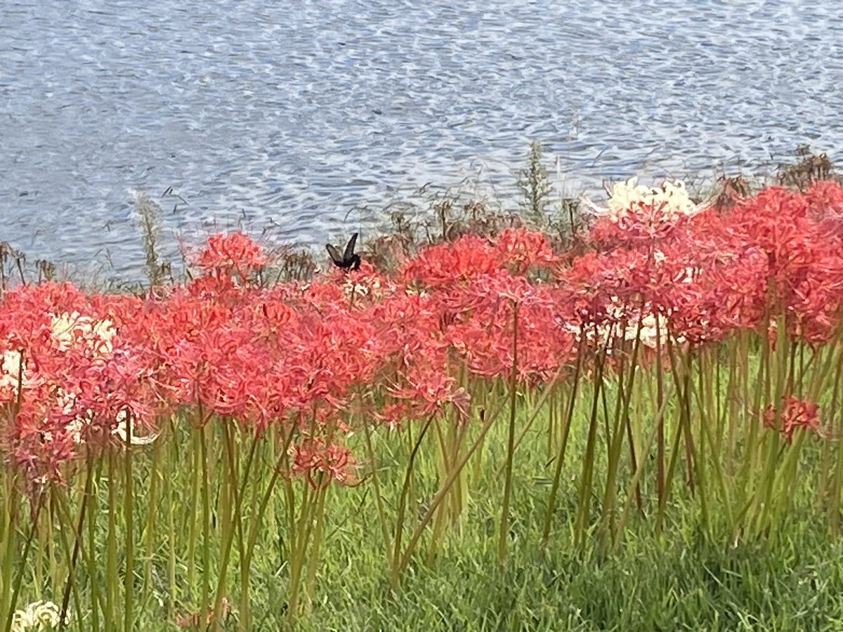 本日は会社帰りに平塚駅から総合公園３周４５分ｊｏｇ。ランシャツ・ランパンでも、走り終えた時は、うっすら💦をかいていた😌