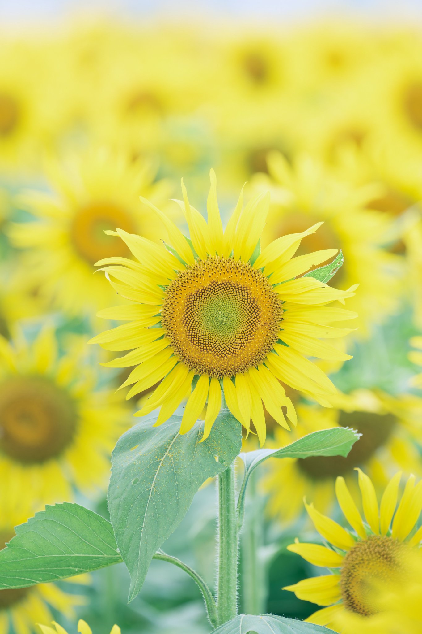 No.17 ♡緑小花のふかふか花びらスタイ♡ びびさん on X: 