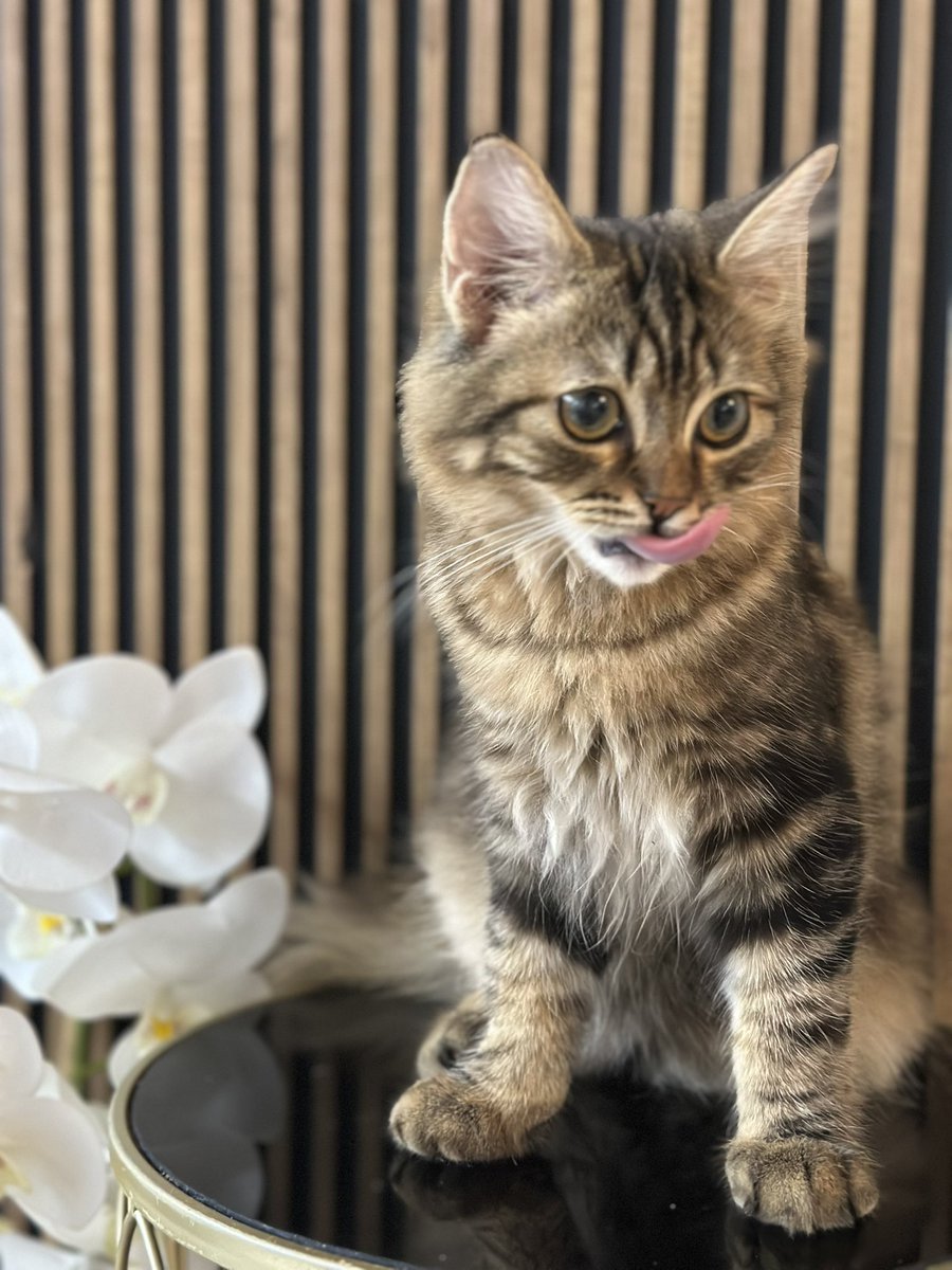 adan99artwork's tweet photo. @ranaltboo Here is my cat shoko!
I love him so much XD https://t.co/WXRYJOiEjw