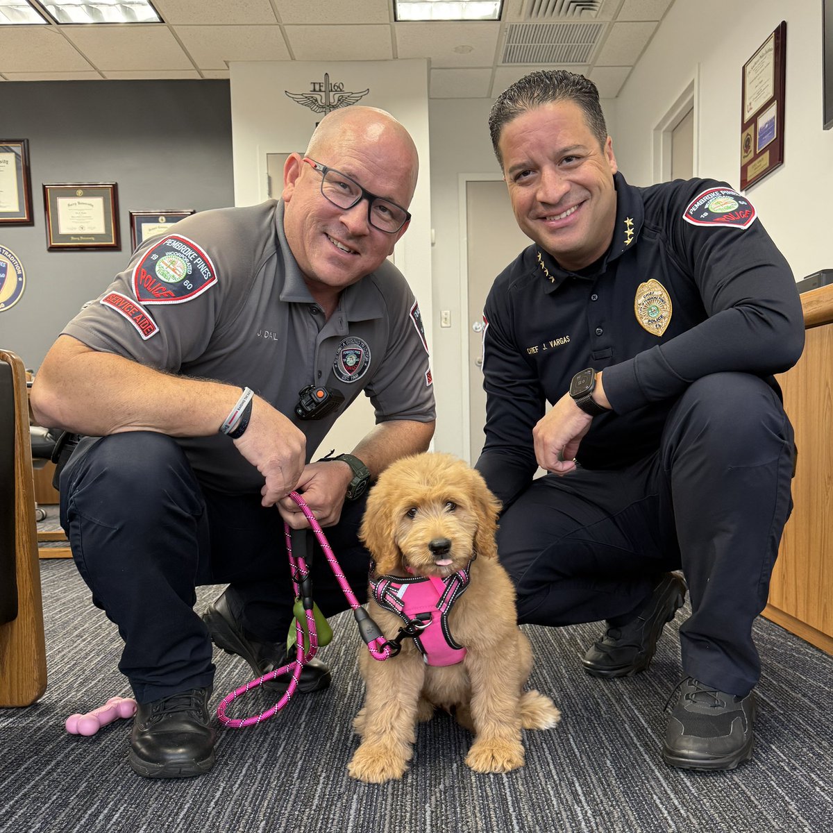 PPinesPD's tweet photo. The PPPD is excited to welcome the newest (and cutest) member of our team — Comfort K9 Jellybean, our department's first therapy dog! 🐶💙  Jellybean will be provide comfort and emotional support to community members &amp; first responders during times of stress, trauma, or crisis. https://t.co/KCjGTbkhLO