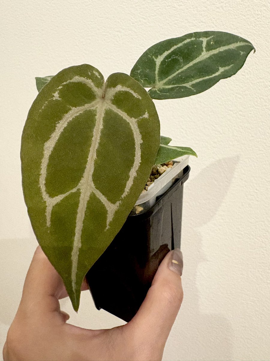 saki0322's tweet image. めっちゃかっこよくなってきた…✨️

赤が出そうで出てこないなかなか焦らしてくれるふた鉢。

#ホリスリウム  #3  #2
#アンスリウム
#RedCxDocM