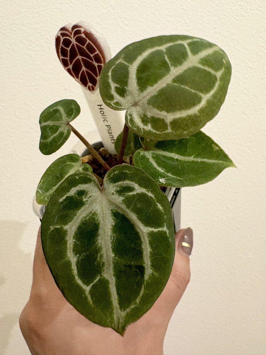 saki0322's tweet image. めっちゃかっこよくなってきた…✨️

赤が出そうで出てこないなかなか焦らしてくれるふた鉢。

#ホリスリウム  #3  #2
#アンスリウム
#RedCxDocM